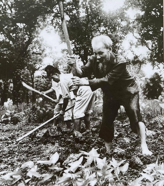 Chủ tịch Hồ Chí Minh cuốc đất trồng rau trong vườn của Phủ Chủ tịch tháng 6-1957